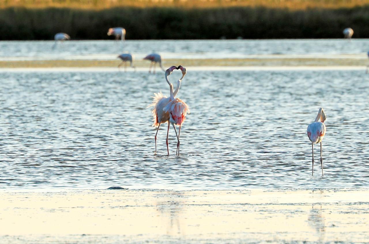 Riziana 3* Cervia